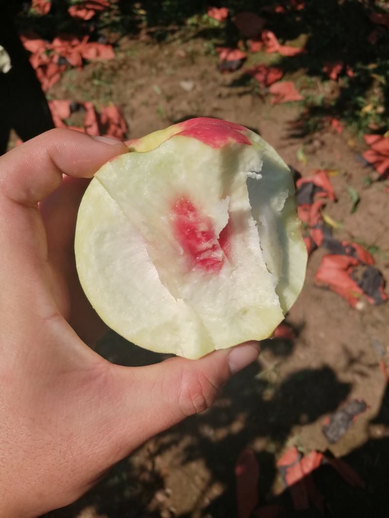 金秋红蜜桃上市中，量大果优，口感好，万亩产地