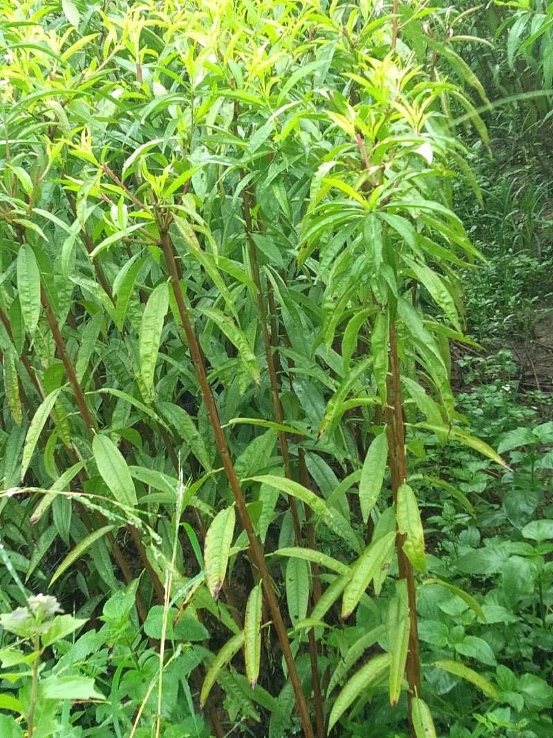 农户自产自销桃花苗一级苗欢迎有需要的老板来电骚扰
