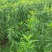 农户自产自销桃花苗一级苗欢迎有需要的老板来电骚扰