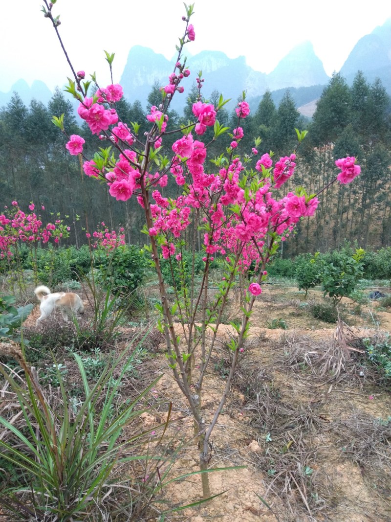农户自产自销桃花苗一级苗欢迎有需要的老板来电骚扰