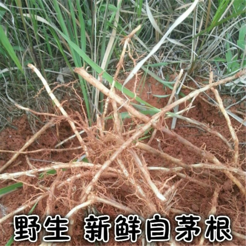 野生白茅草根现挖凉茶甜草黄毛根