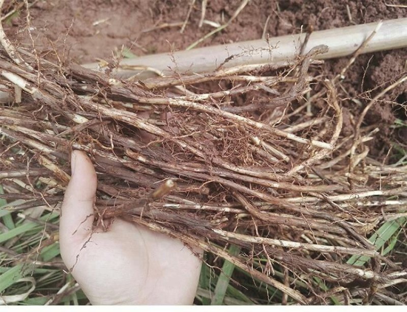 野生白茅草根现挖凉茶甜草黄毛根