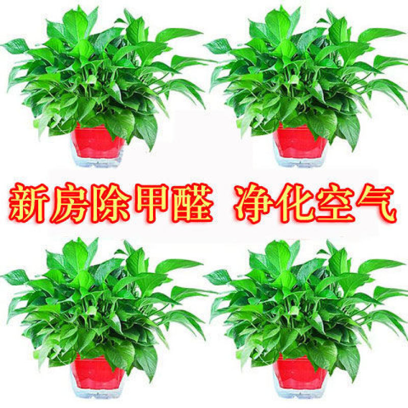 大盆长藤绿萝盆栽室内爬藤植物大叶垂藤吊兰客厅花卉水培绿植