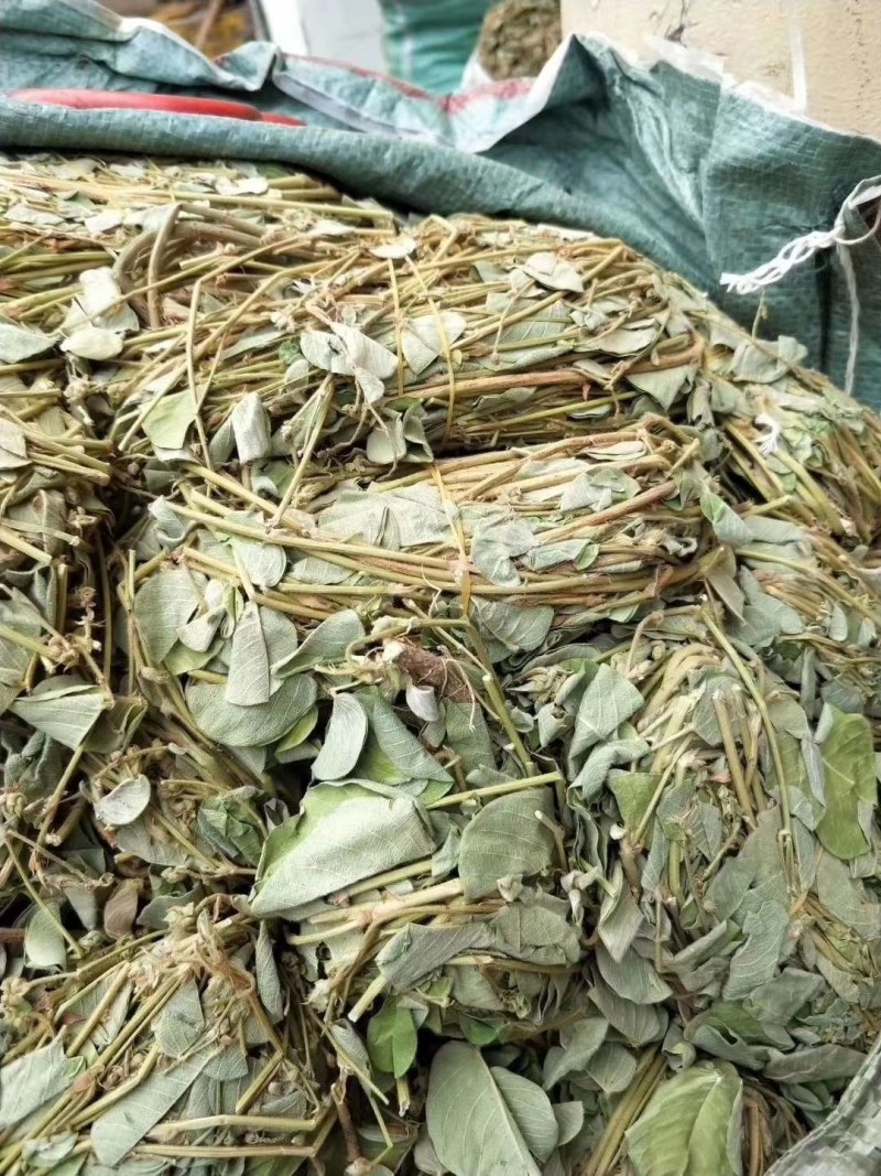 金钱草，新货大叶金钱草，广金钱草，金钱草，各种规格金钱草