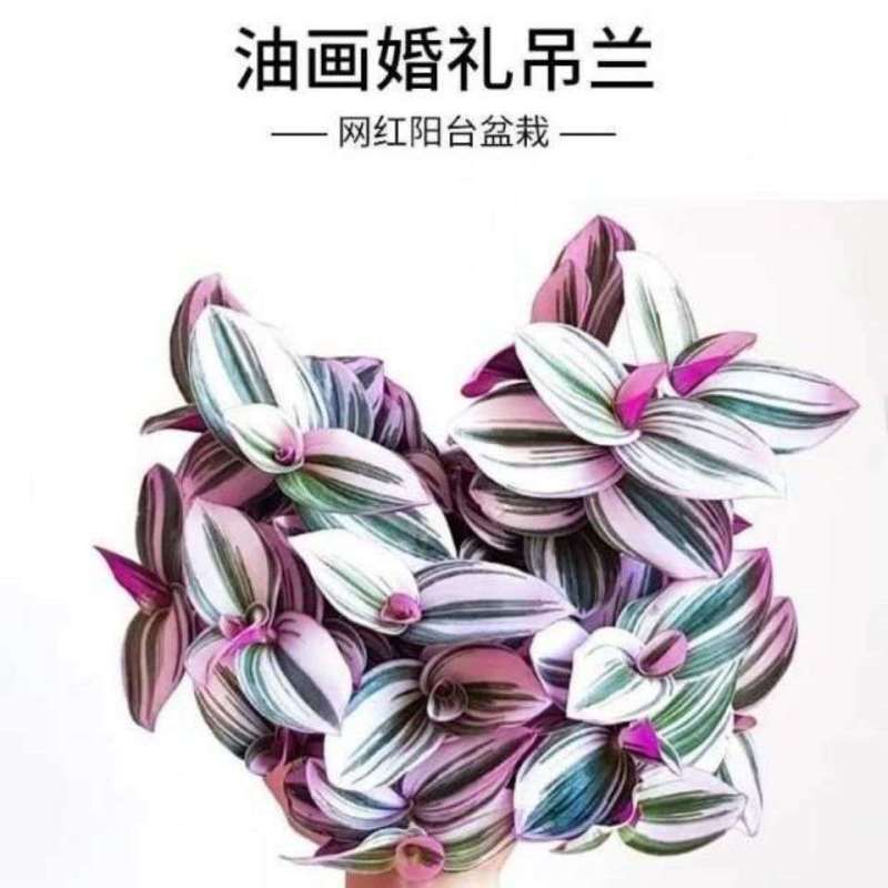 荷兰进口婚礼吊兰锦油画婚礼吊兰紫露草锦胭脂云室内盆栽花卉