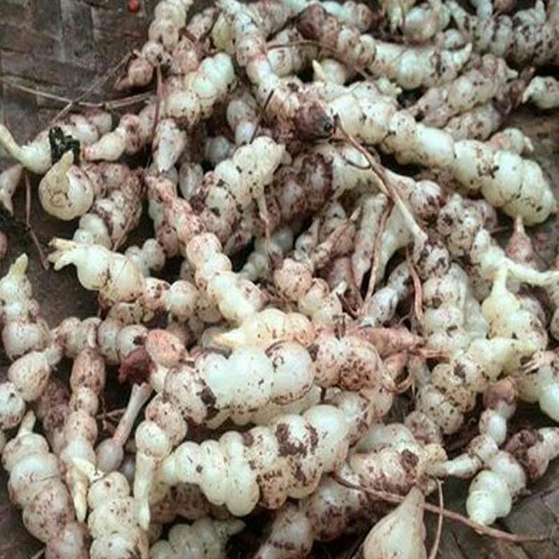 螺丝菜宝塔菜现挖现发包邮