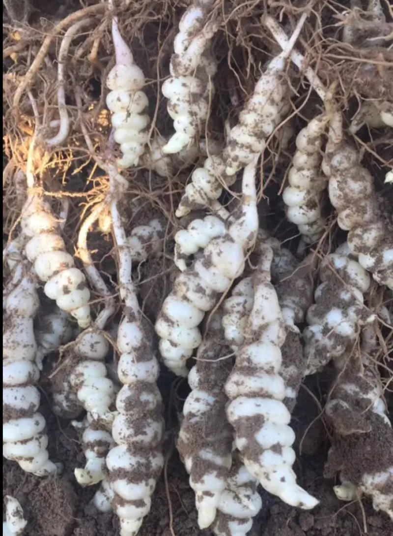螺丝菜宝塔菜现挖现发包邮