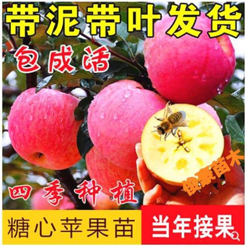新品特大早熟奶油富士王冰糖心苹果树苗南北方种植耐寒耐旱