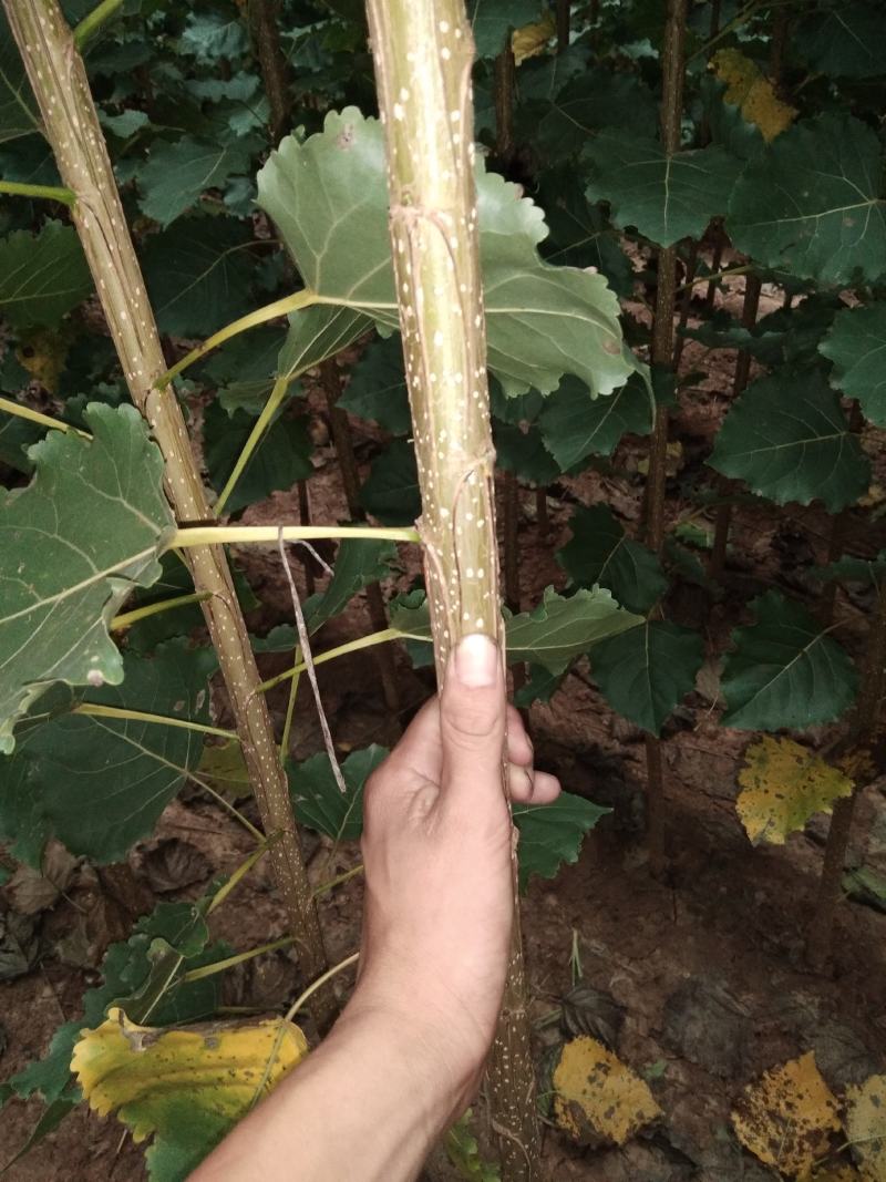 杨树苗杨树苗杨树苗杨树苗