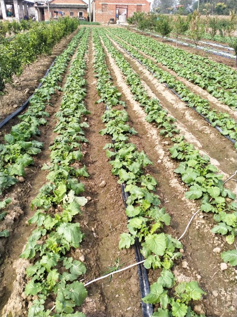 盘菜种植基地直销质量好价格优欢迎全国各地老板订购联系