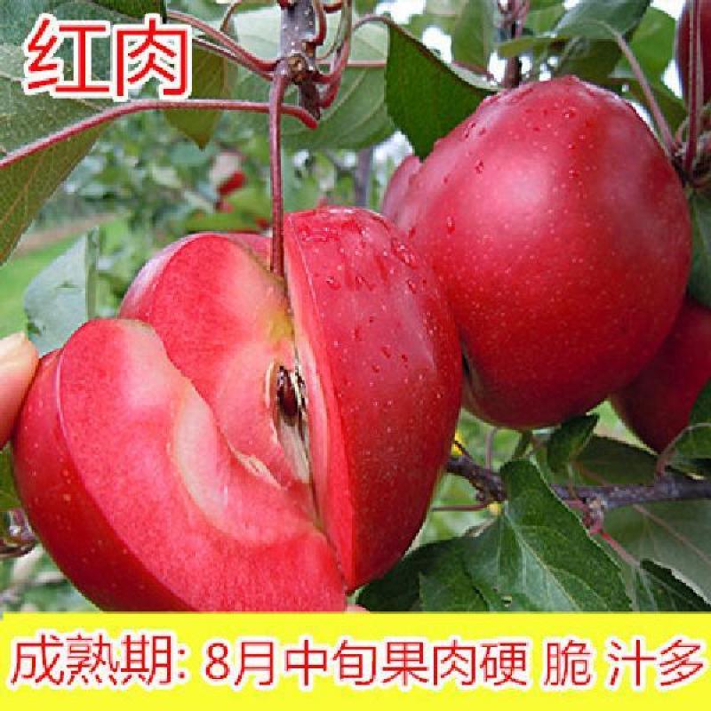 新品特大早熟奶油富士王冰糖心苹果树苗南北方种植耐寒耐旱