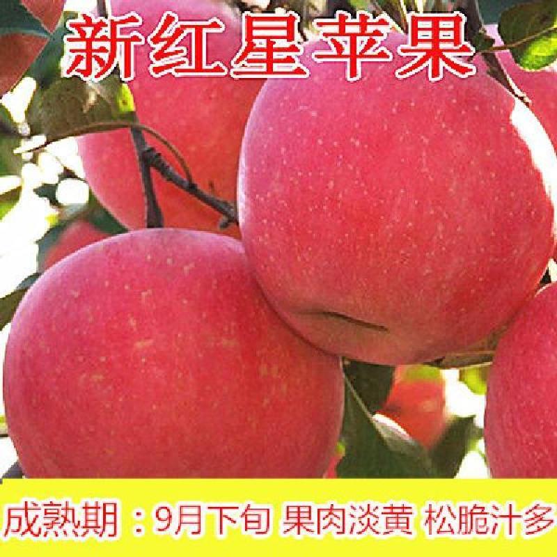 新品特大早熟奶油富士王冰糖心苹果树苗南北方种植耐寒耐旱