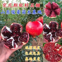 石榴树树苗盆栽地栽突尼斯软籽果树南方北方种植特大无籽石榴
