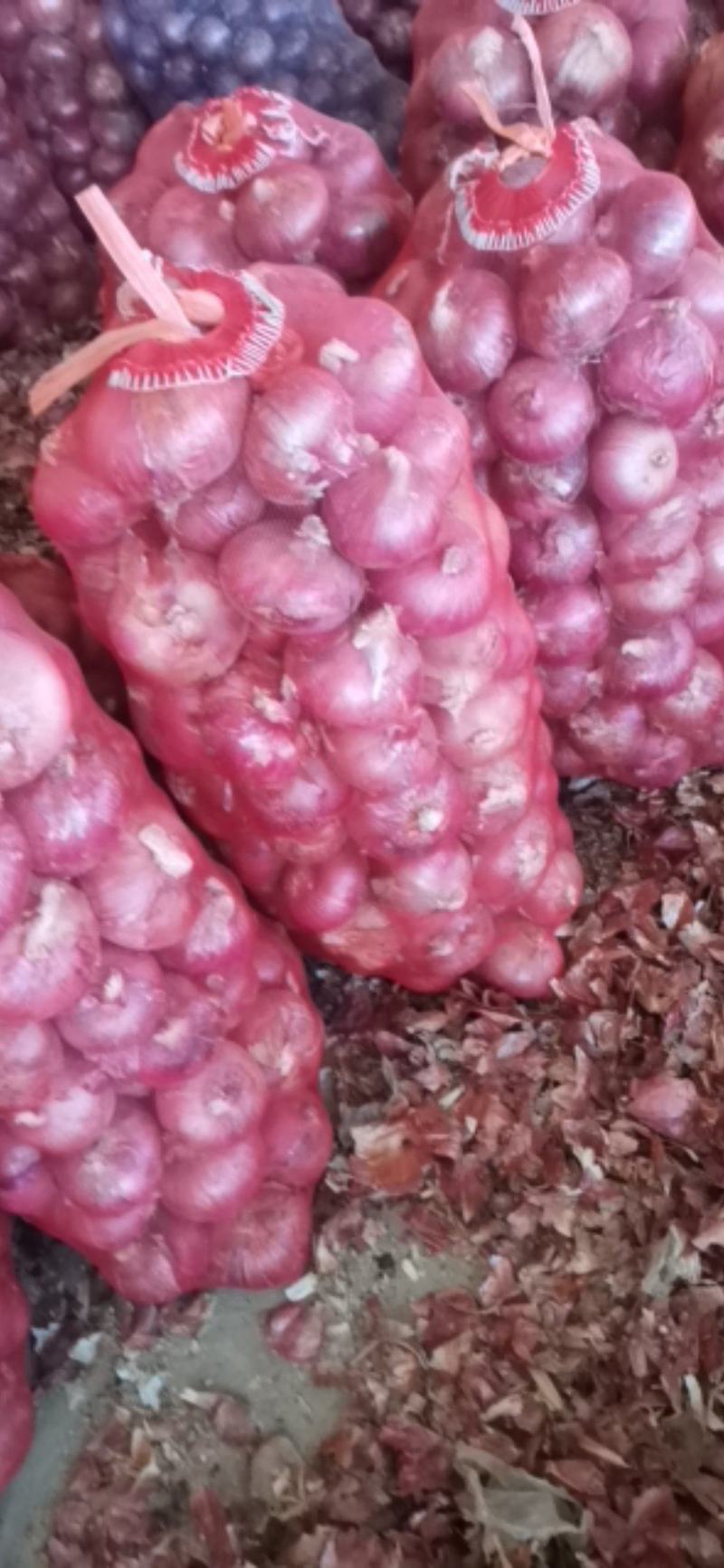 精品红皮洋葱，扁形，半高桩75以上，专业挑选，货源充足