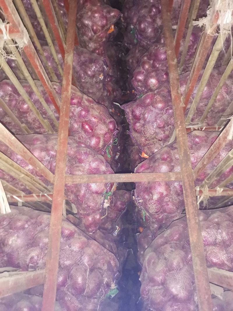 精品红皮洋葱，扁形，半高桩75以上，专业挑选，货源充足