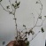 大别山先花后叶品种映山红下山苗