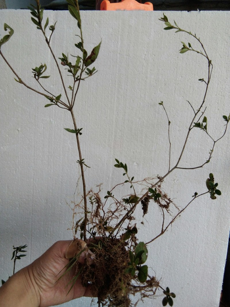 大别山先花后叶品种映山红下山苗