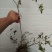 大别山先花后叶品种映山红下山苗