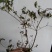 大别山先花后叶品种映山红下山苗