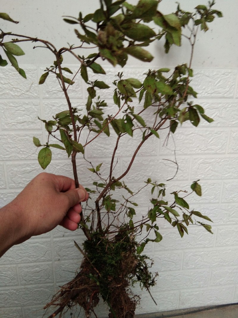 大别山先花后叶品种映山红下山苗
