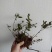 大别山先花后叶品种映山红下山苗
