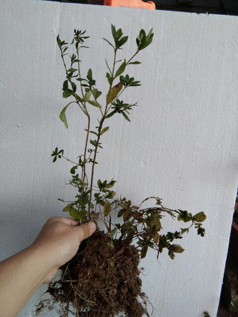大别山先花后叶品种映山红下山苗