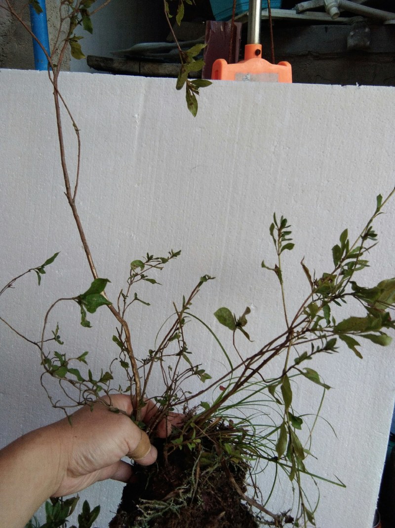 大别山先花后叶品种映山红下山苗