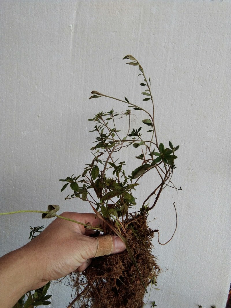 大别山先花后叶品种映山红下山苗