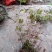 大别山先花后叶品种映山红下山苗