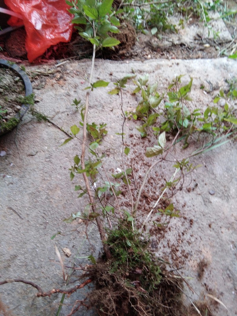 大别山先花后叶品种映山红下山苗