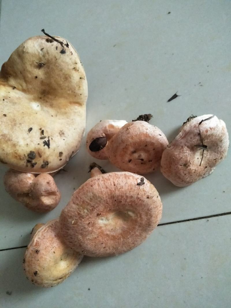 野生松乳茹，鲜货速达，质优价不贵