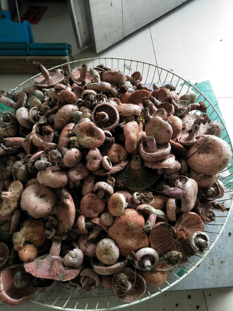野生松乳茹，鲜货速达，质优价不贵