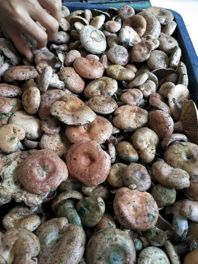 野生松乳茹，鲜货速达，质优价不贵