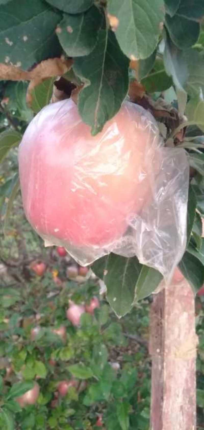 美八苹果75mm以上膜袋