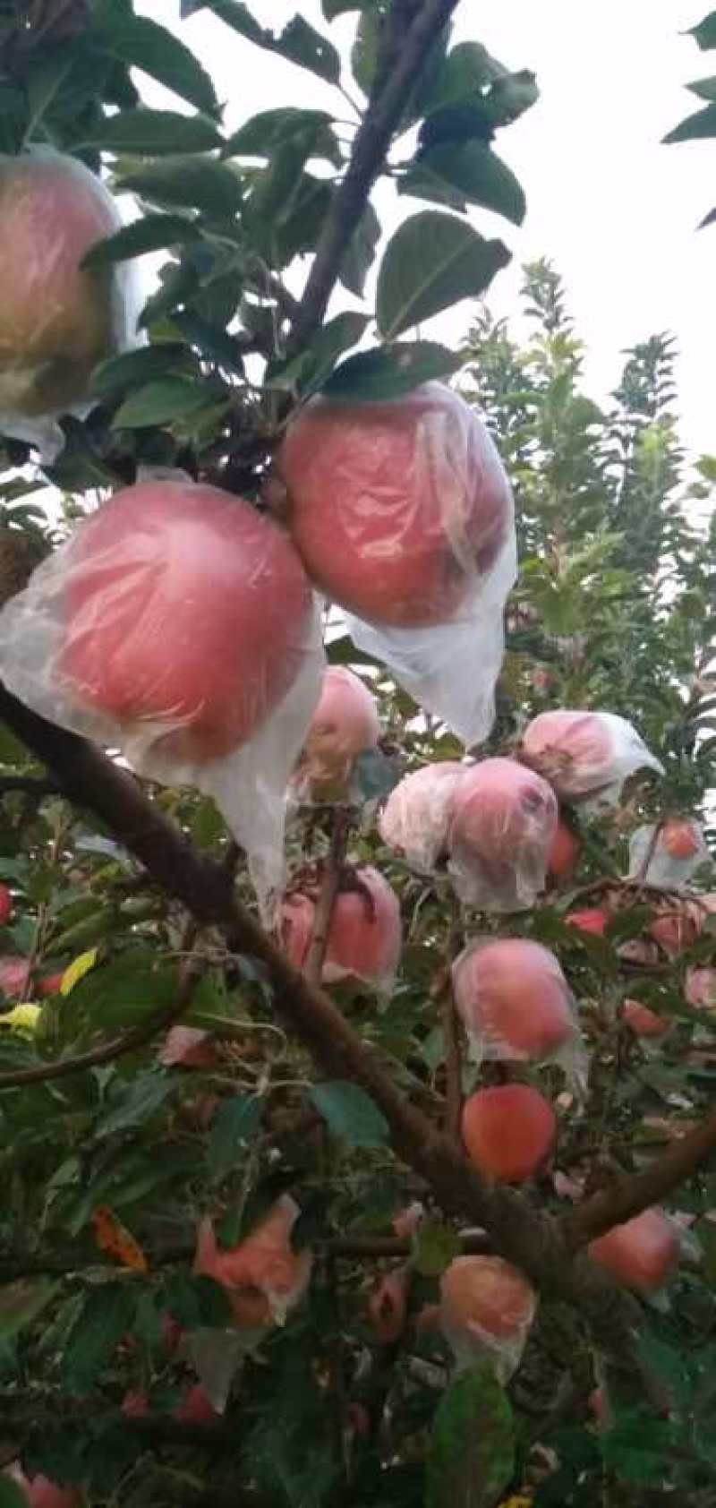 美八苹果75mm以上膜袋