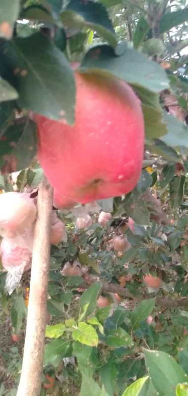 美八苹果75mm以上膜袋