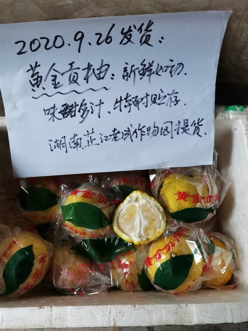 春香桔柚黄金贡柚清巴甜可放半年不败味新鲜当季果一件批发