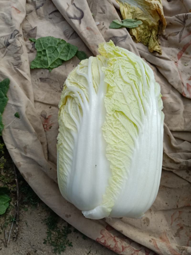 优质兰州高原娃娃菜热销中
