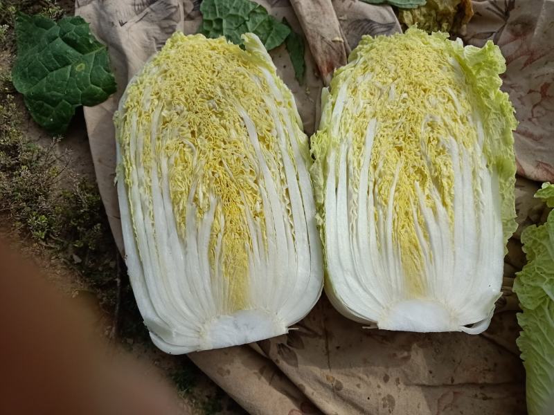 优质兰州高原娃娃菜热销中