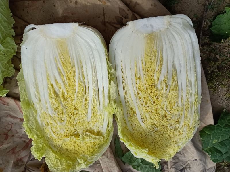 优质兰州高原娃娃菜热销中