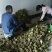 鲜板粟，质量好的，无虫的，好吃的，耐藏的
