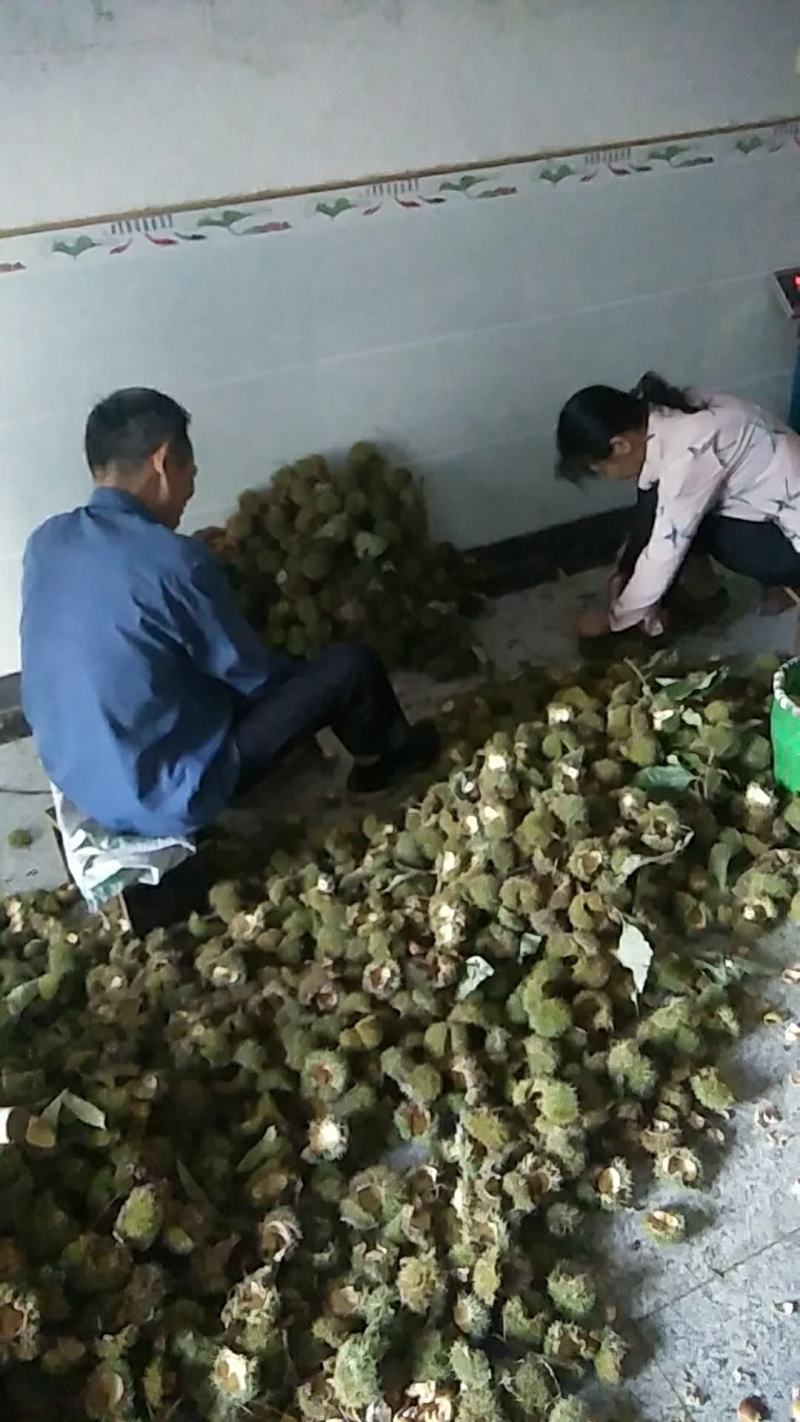 鲜板粟，质量好的，无虫的，好吃的，耐藏的