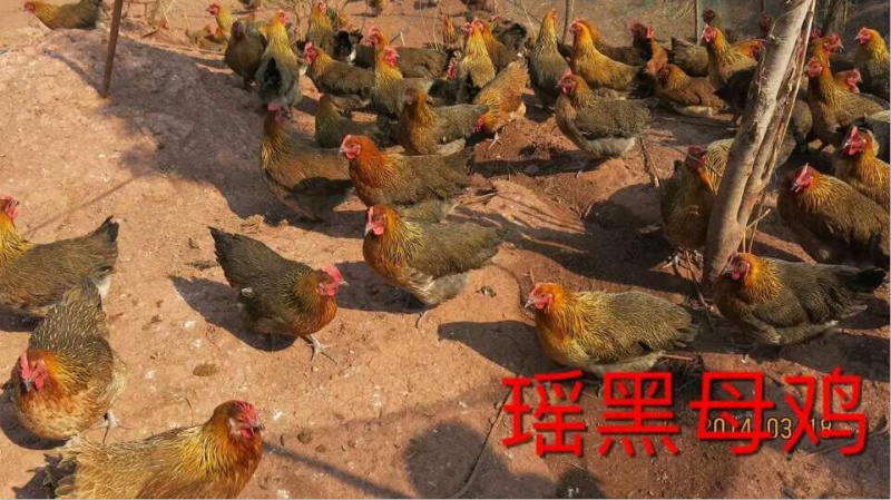 红瑶鸡苗，黑瑶鸡苗，长期有苗供应！诚信经营