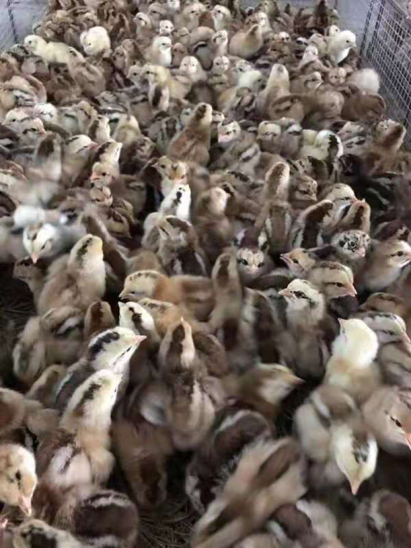 红瑶鸡苗，黑瑶鸡苗，长期有苗供应！诚信经营