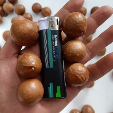 云南夏威夷果_未开口_原味