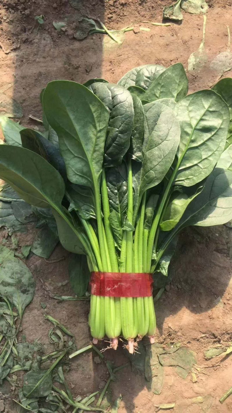 菠菜20~25厘米