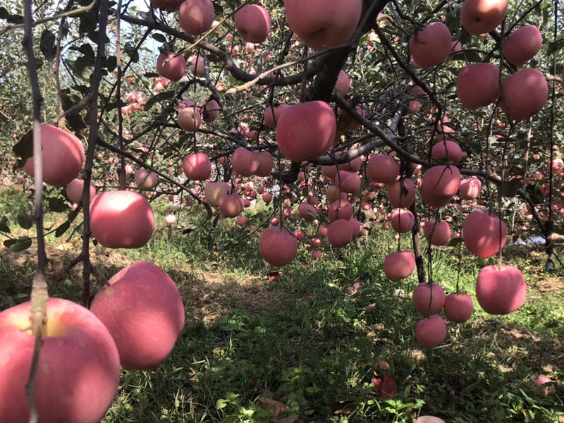 全红富士苹果大量上市产地批发