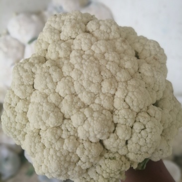 河南有机散花陆续上市了呀，有需要合作了呀
