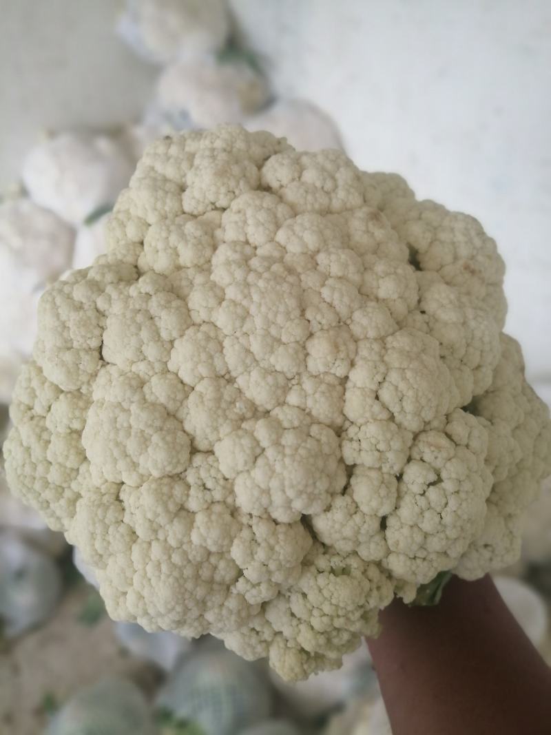 河南有机散花陆续上市了呀，有需要合作了呀