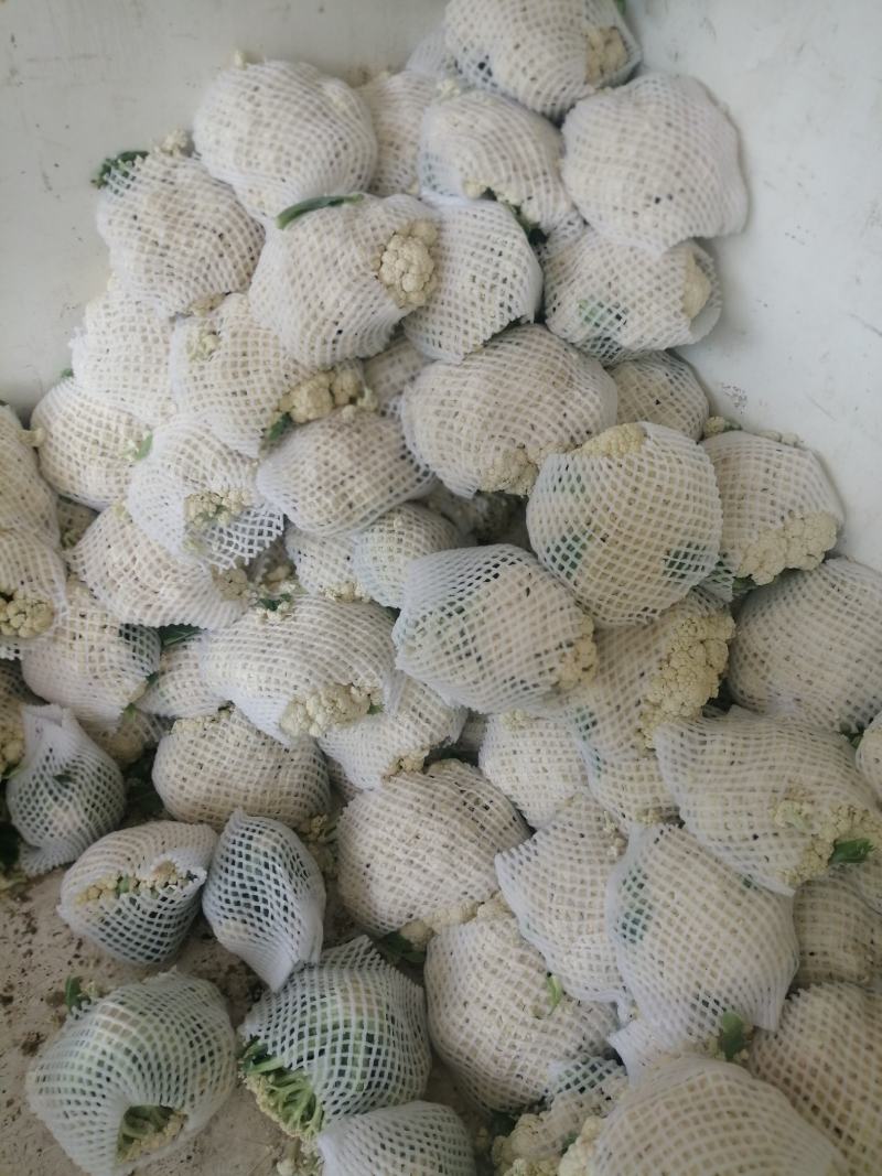 河南有机散花陆续上市了呀，有需要合作了呀